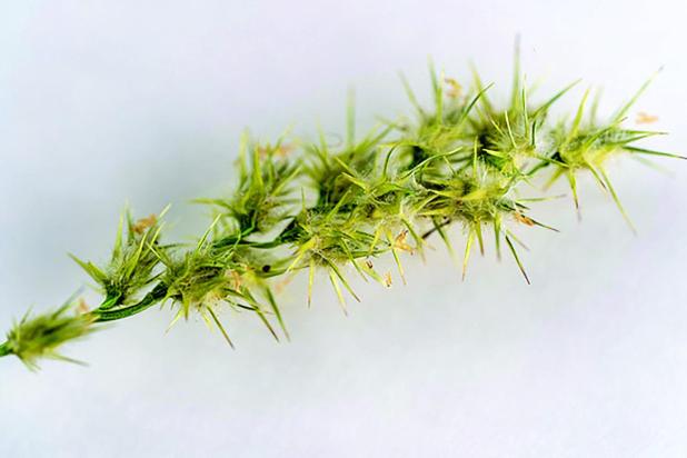 Four Tips To Prevent And Remove Grass Stickers