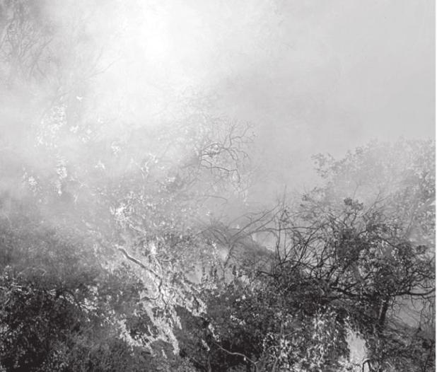Prescribed Burn of Dormant Vegetation at NTMWD Wetland