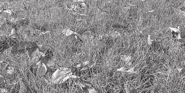 Techniques to Revitalize a Lawn After a Long Winter