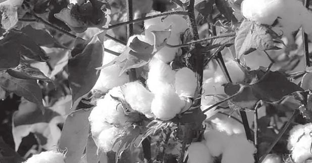 My “cotton-picking business” around 1959-1960…..