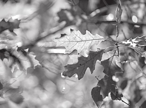 Three Tips to Recycle Fall Leaves