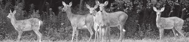 Are Deer in COVID’s Crosshairs?