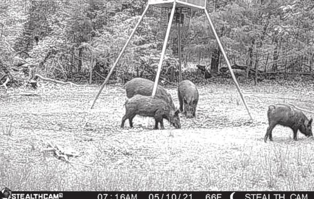 CELLULAR GAME CAMERAS HAVE MANY USES