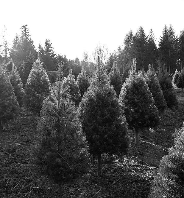 Real Texas Christmas Trees Boost Economy, Generating $397 Million in Direct Contributions