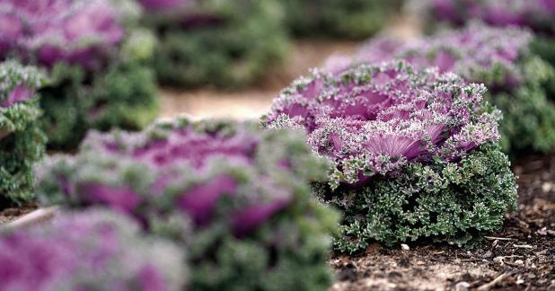 15 Tips to Prepare Your Garden for Winter