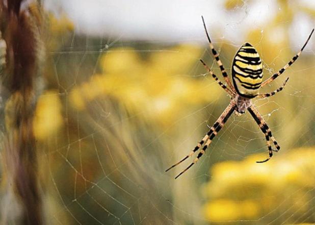Yellow Garden Spiders Good for Yards, Gardens