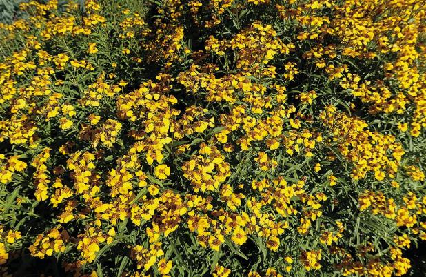 Mexican Mint Marigold Designated as a Texas Superstar