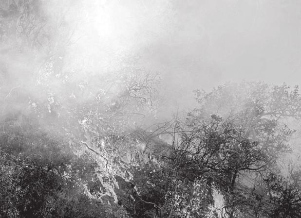 Prescribed Burn of Dormant Vegetation at NTMWD Wetland