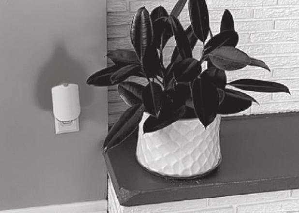 3 Ways to Protect Your Houseplants From Bugs