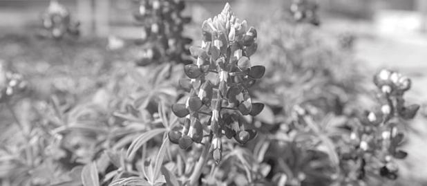Hurry Up and Wait, Texas Bluebonnets are Coming