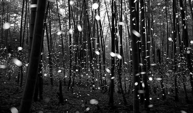 Lightning Bugs