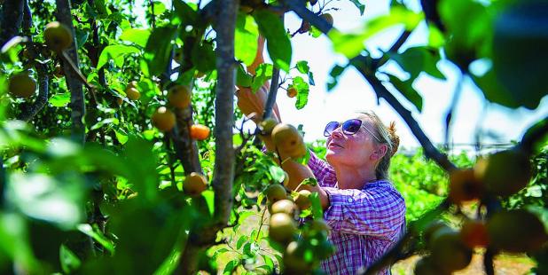 How to Plant Fruit Trees