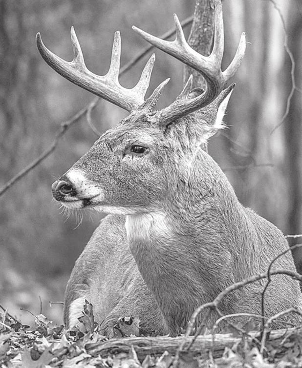 How to Field Dress Wild Game Properly and Safely