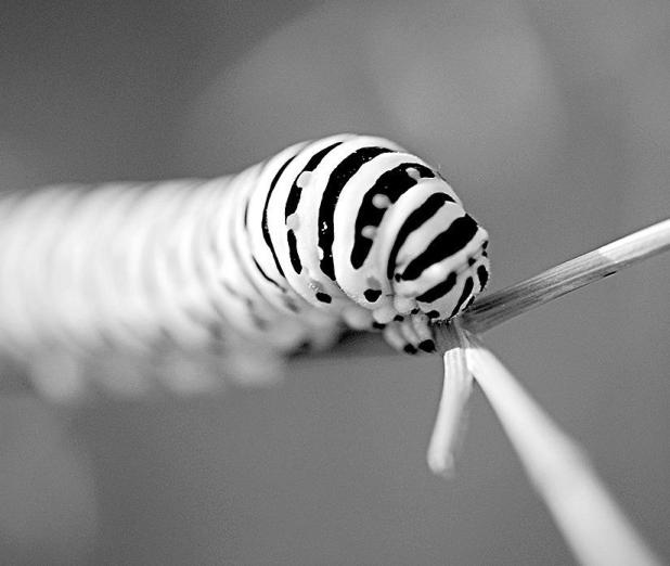 A Caterpillar in Your Hair, Like You Just Don’t Care