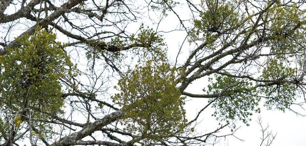 Mistletoe: Is the Christmas Plant Friend or Foe?