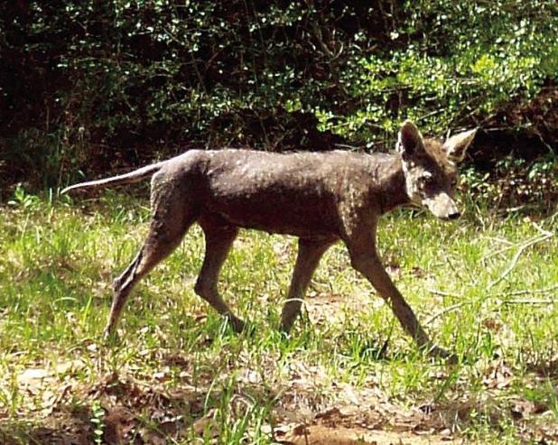 From Spooky Lore To Science Fact: Unmasking The ‘Chupacabra’