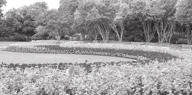 Dallas Arboretum and Botanical Garden Reopens on June 1st with Advance Ticket Reservation Required