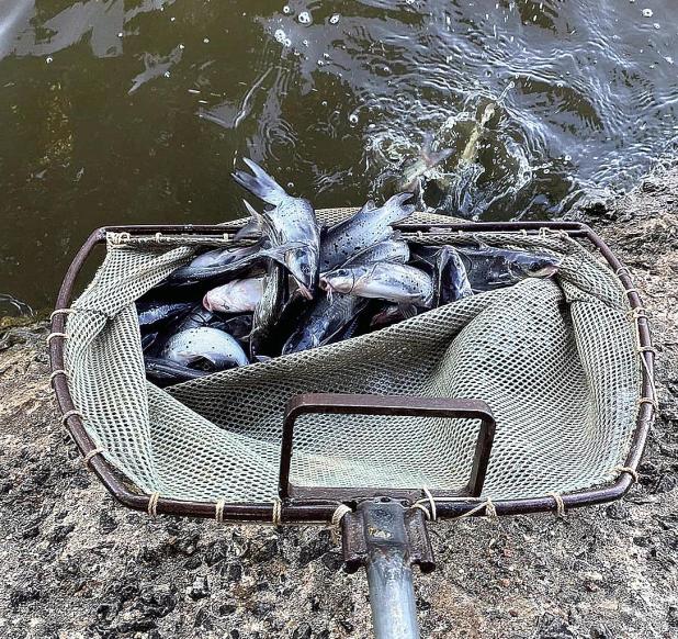 Catfish Stocking Begins at Neighborhood Fishin’ Lakes, Including Mesquite City Lake Park