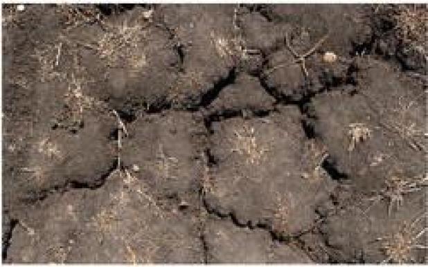 Drought Loosens Grip on Texas Agriculture