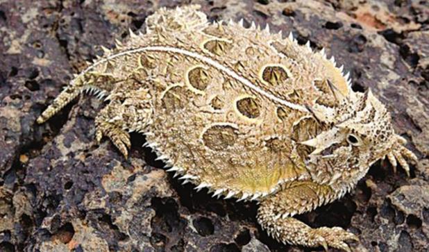 Genus PHRYNOSOMA; Family PHRYNOSOMATIDAE Grandpas called them “horny toads.”