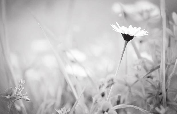 Texas Spring Wildflowers are Predicted to Shine Bright this Season Despite Winter Storm
