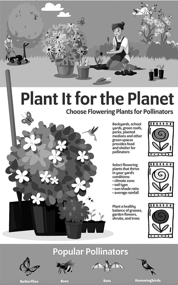 The TurfMutt Foundation Shares 5 Ways to Support Backyard Pollinators