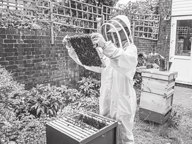 Saving Bees One Hive at a Time: The Basics of Backyard Beehives