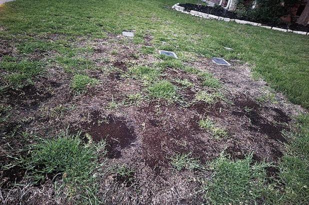 Texas Drought, Winter Took Toll on Residential Lawns, Turfgrass