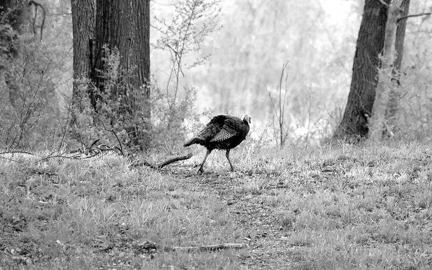 WILDLIFE CLOSE TO HOME