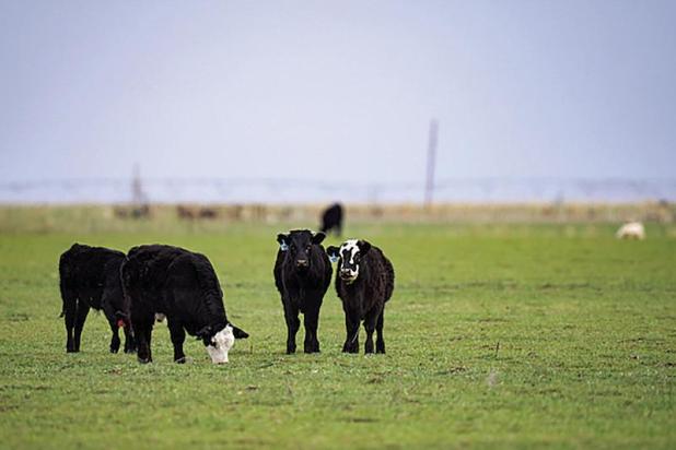 Texas Beef Herd Grows Slightly Amid Record Prices