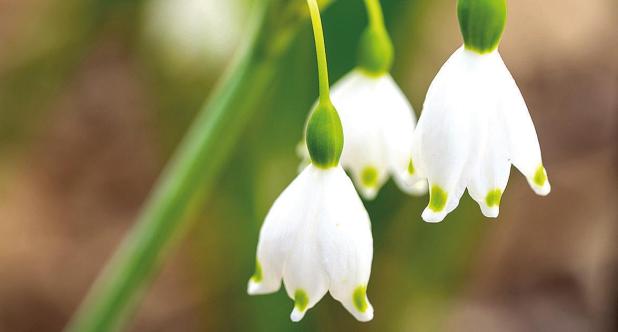 Summer Snowflake Named Newest Texas Superstar
