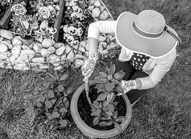 Protect Your Plants From Winter Weather