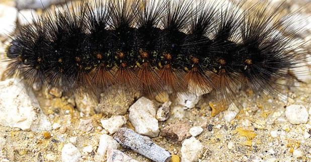 What is That Fuzzy Black Caterpillar?