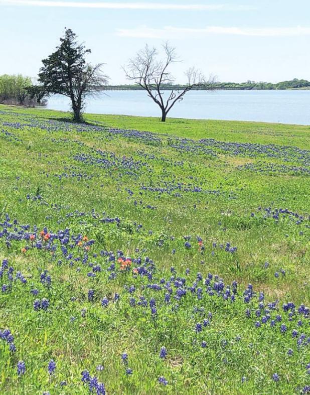 We Toured Bluebonnet Trail in Ennis—Great Day!