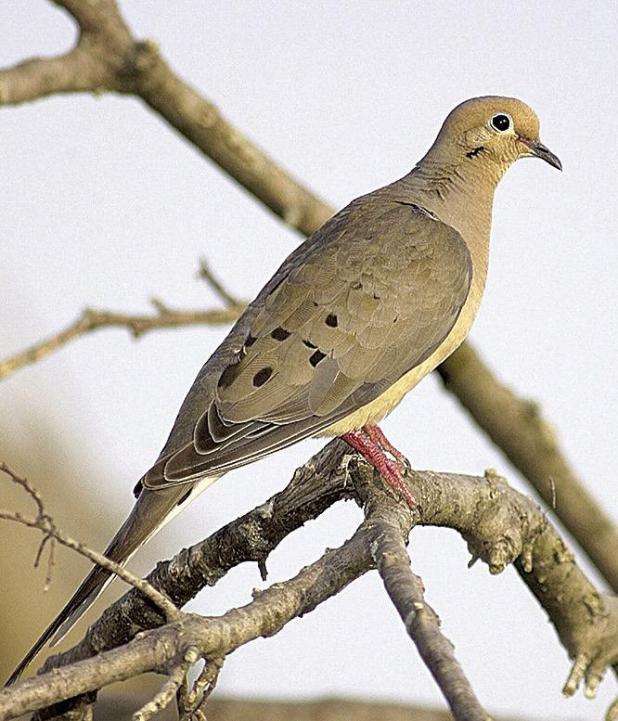 Conditions Heating Up for Dove Season