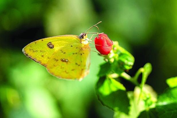 Eight Great Plants to Bring Butterflies to Your Garden