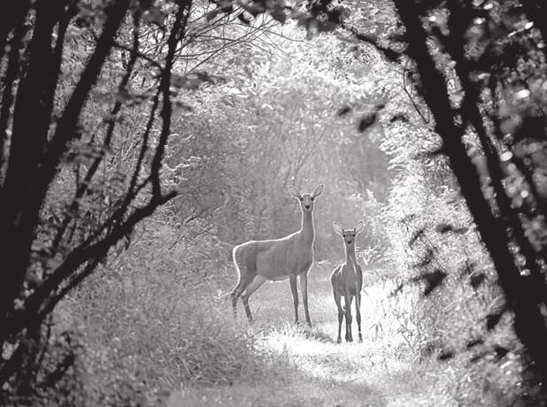 Research Shows Similarities in Hunters, Animal Rights Advocates