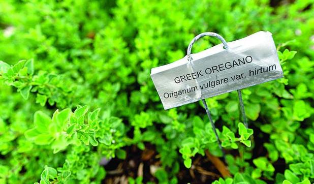 Foundational Tips for No-Dig Gardening
