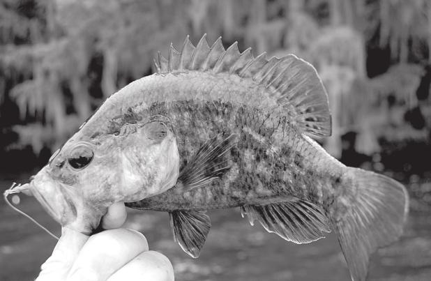 ALL BREAM ARE SUNFISH BUT NOT ALL SUNFISH ARE BREAM