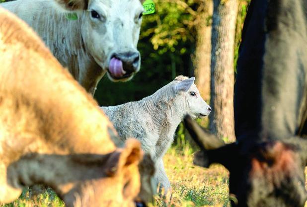 Texas Ranchers Optimistic Amid Slow Beef Herd Rebuild