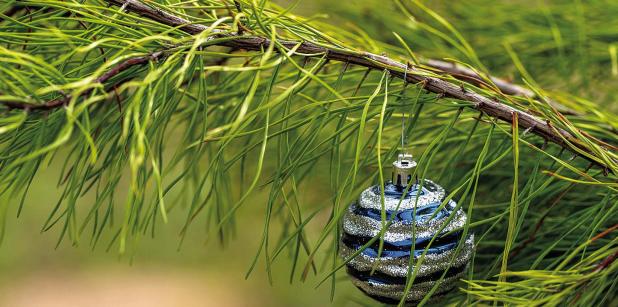 How to Sustainably Dispose of a Real Christmas Tree