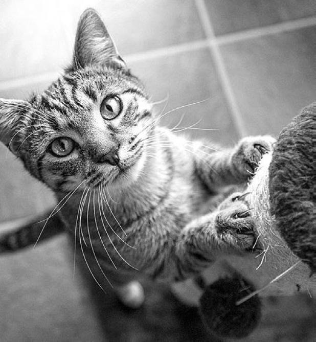 Prevent Pet-Related Damage to the House