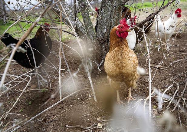 Five Things to Know About Raising Backyard Chickens