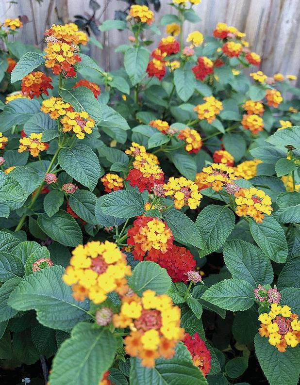 Lantana Camara Varieties Named Newest Texas Superstars