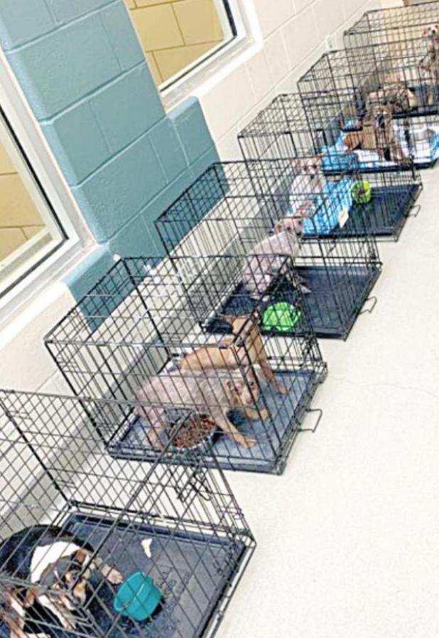 Mesquite Animal Services Rescues 111 Dogs Surrendered From One Location