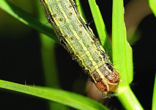 Armyworms Can Be Managed In Lawns By Following Three Helpful Tips