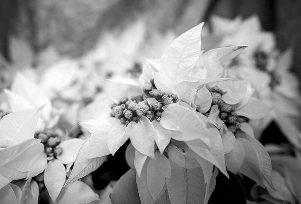 Setting Your Poinsettias Up for Success