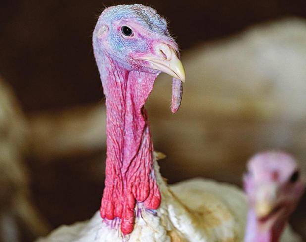Expect Higher Prices, Fewer Options on Thanksgiving Turkeys