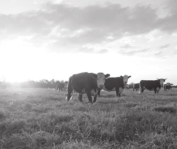 Beef, Cattle Prices on the Rise
