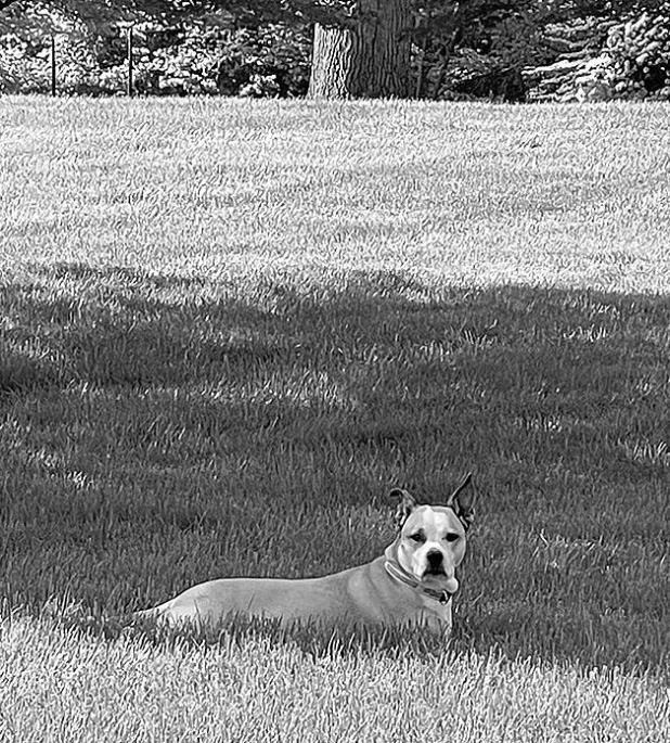The TurfMutt Foundation Identifies the Top Backyarding Trends for 2025